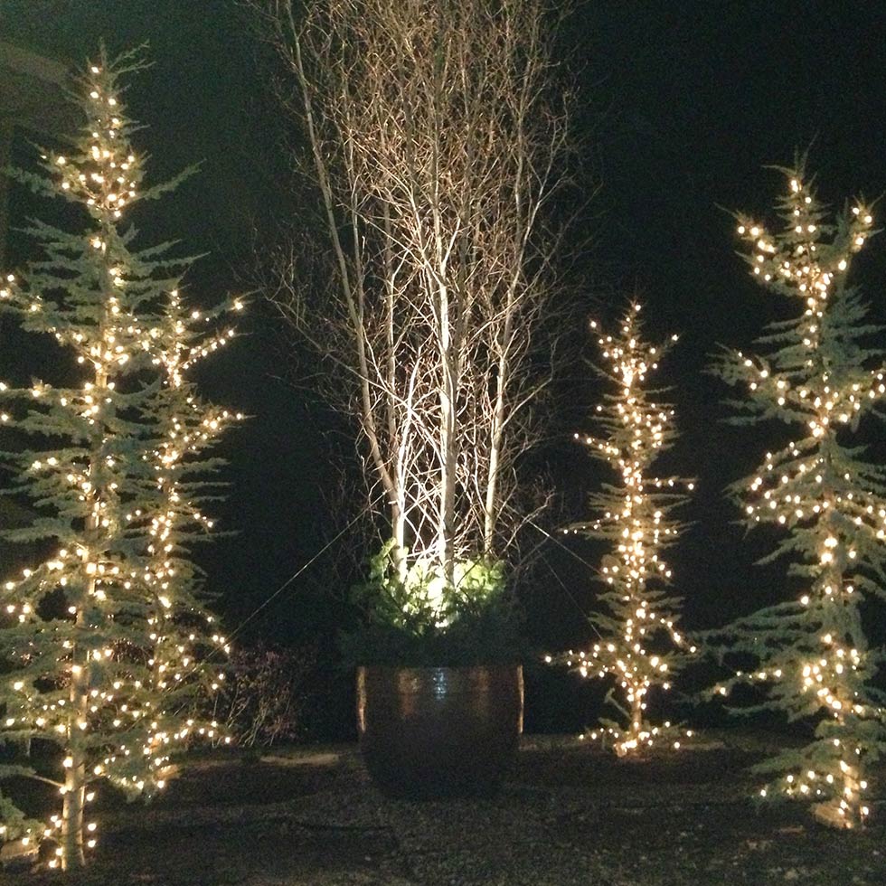 Lighted Trees